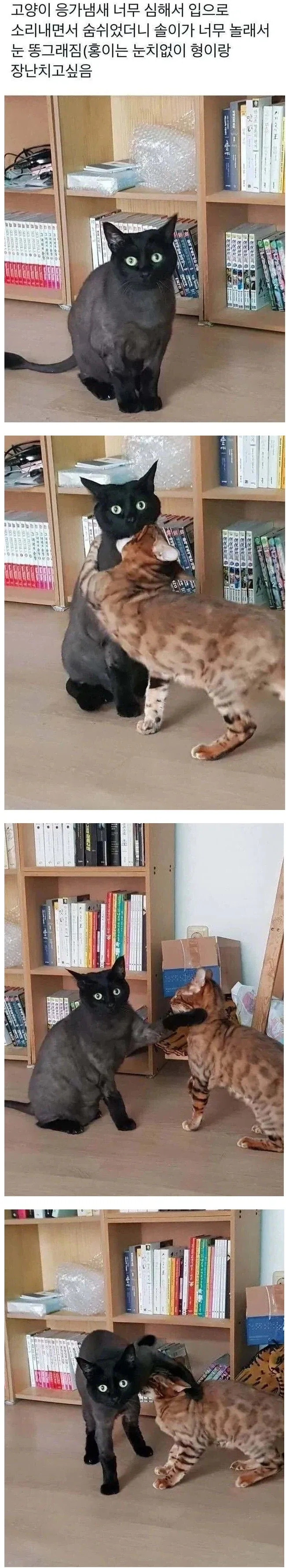 애옹이에게 하악질 해보았다