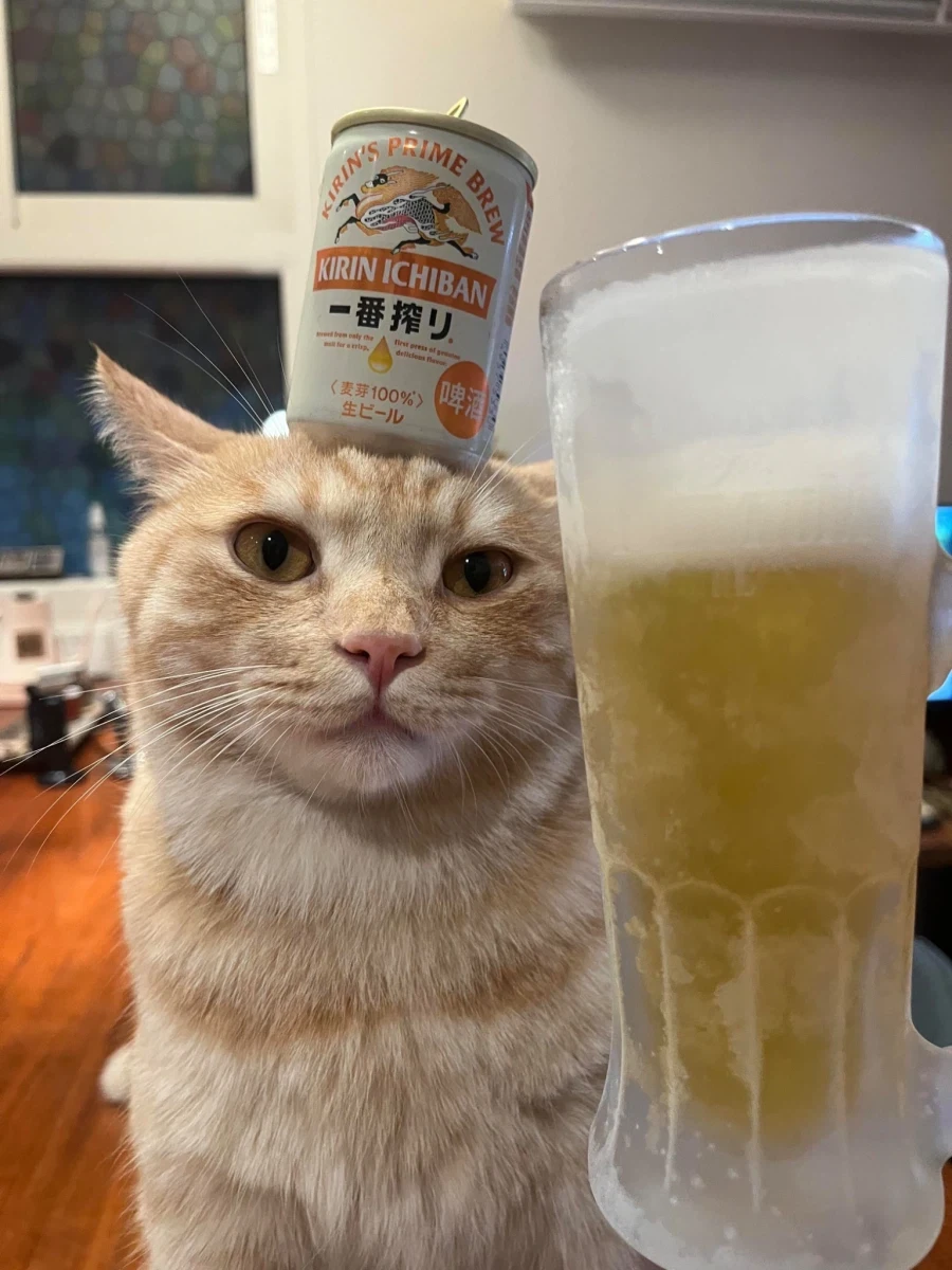 고양이: 그래. 그 맥주 차갑냐?