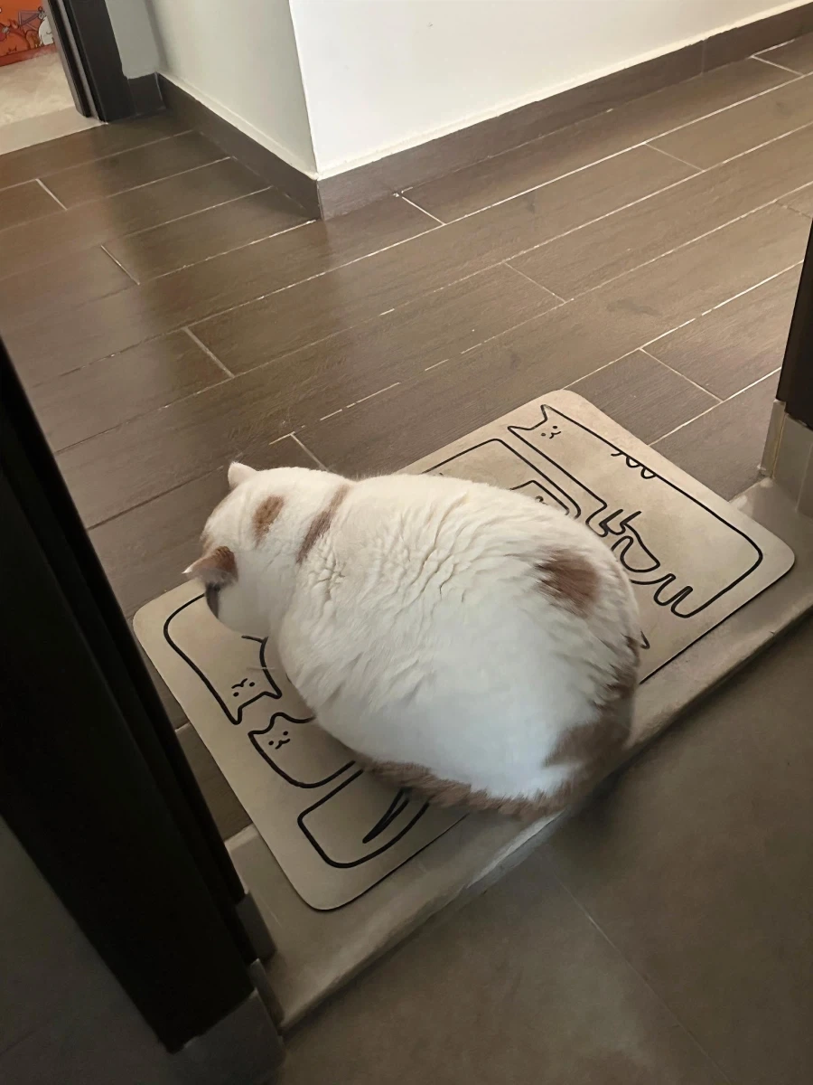 주인을 대충 맞이하는 살집 좋은 고양이