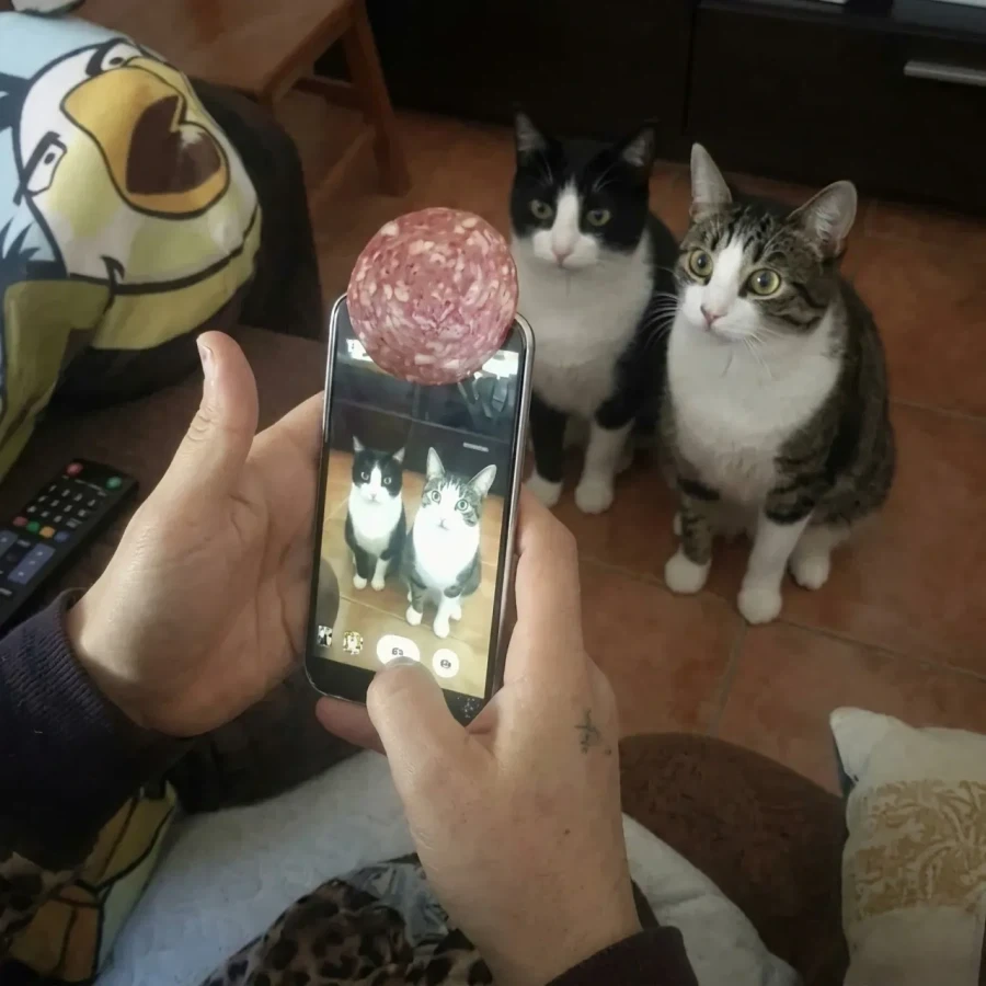 이쁜 고양이 사진 찍기