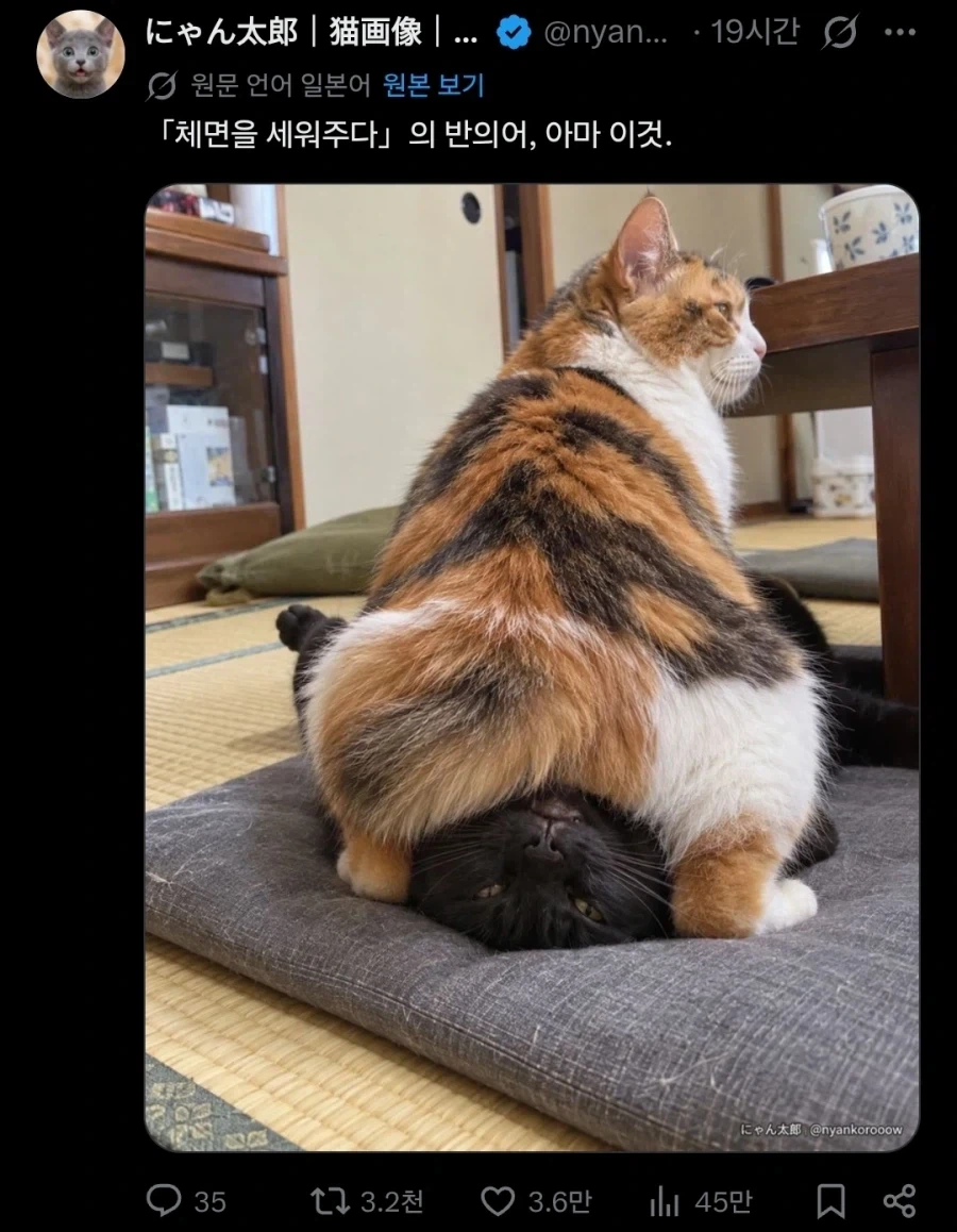 살려주십시오!!! 고양이 처형인님!!!!