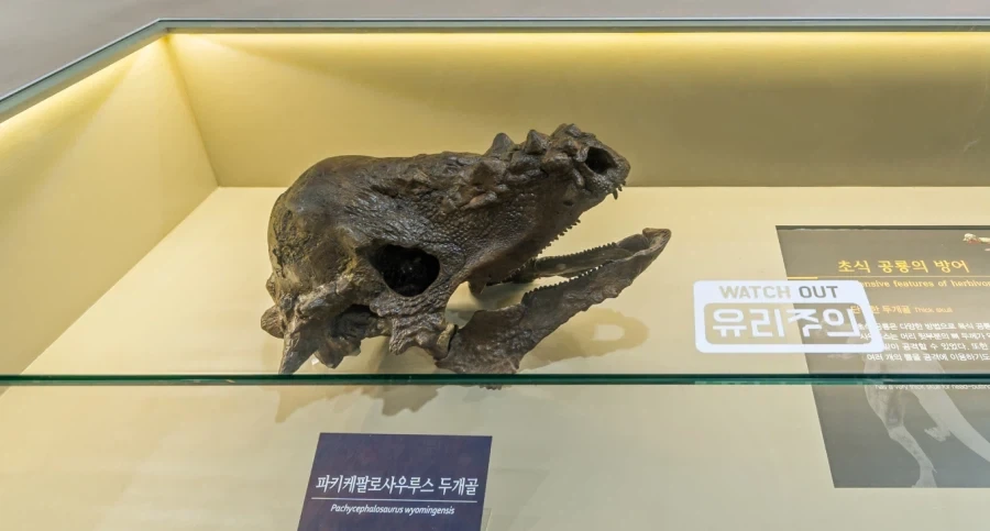 빵 말고도 의외의 대전 꿀잼 요소 - 이미지 3