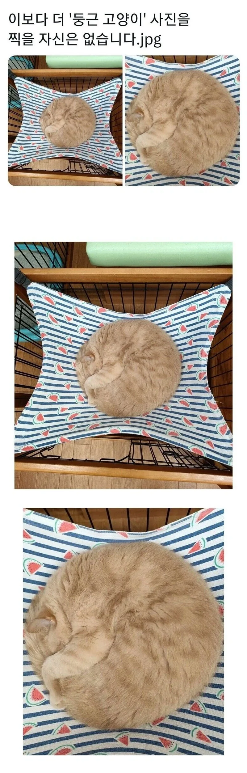 이보다 더 ＇둥근 고양이＇를 찍을 자신은 없습니다.jpg