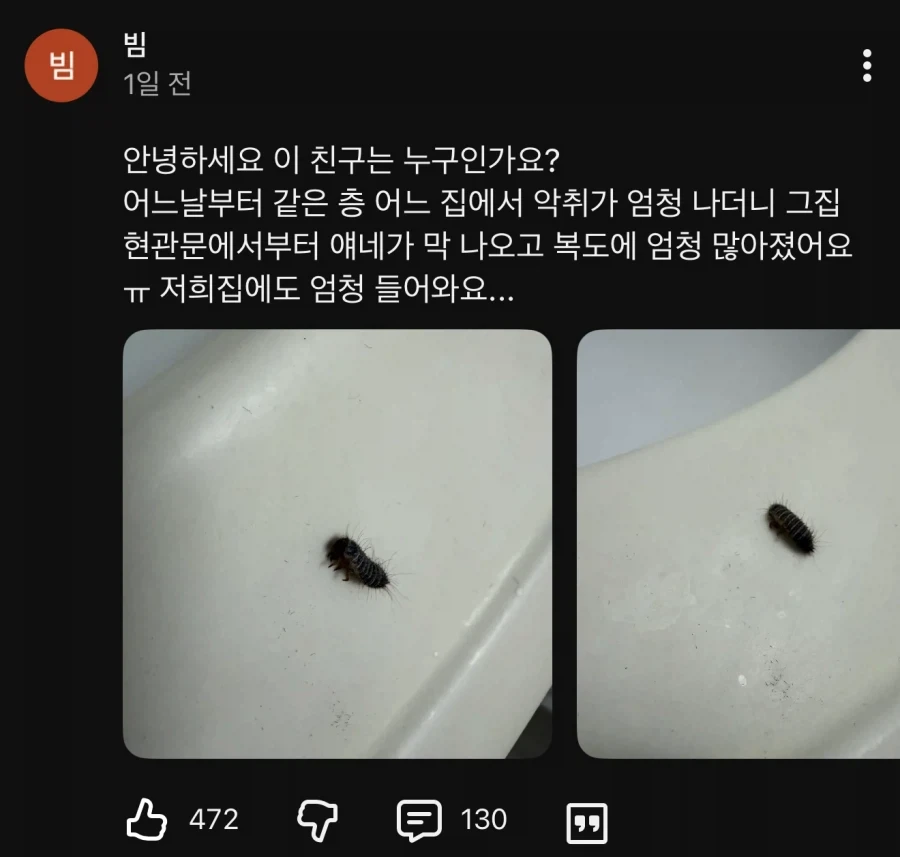 수상한 벌레가 나타났다.jpg