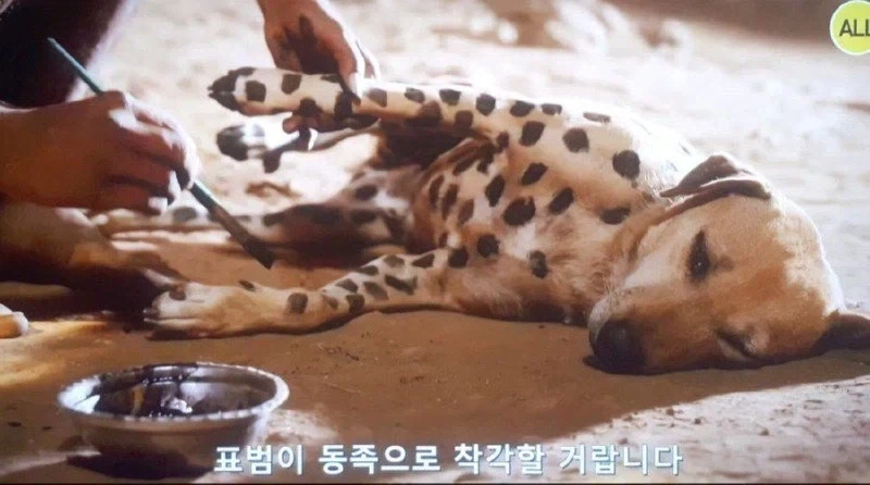 아프리카 부족 : "표범놈에게서 우리 강아지를 지켜야해!!" - 이미지 2