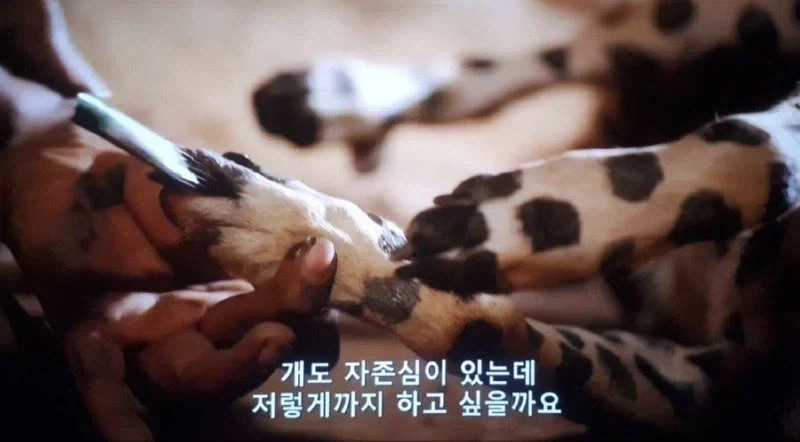 아프리카 부족 : "표범놈에게서 우리 강아지를 지켜야해!!" - 이미지 3