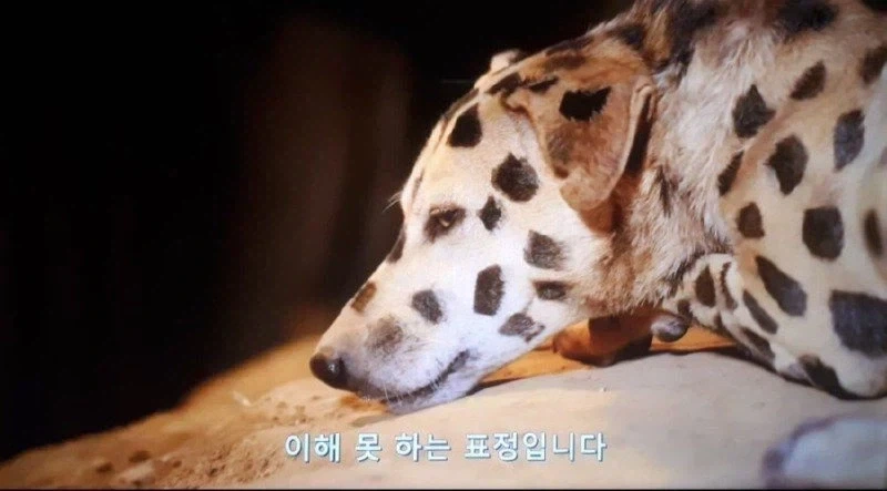 아프리카 부족 : "표범놈에게서 우리 강아지를 지켜야해!!" - 이미지 4