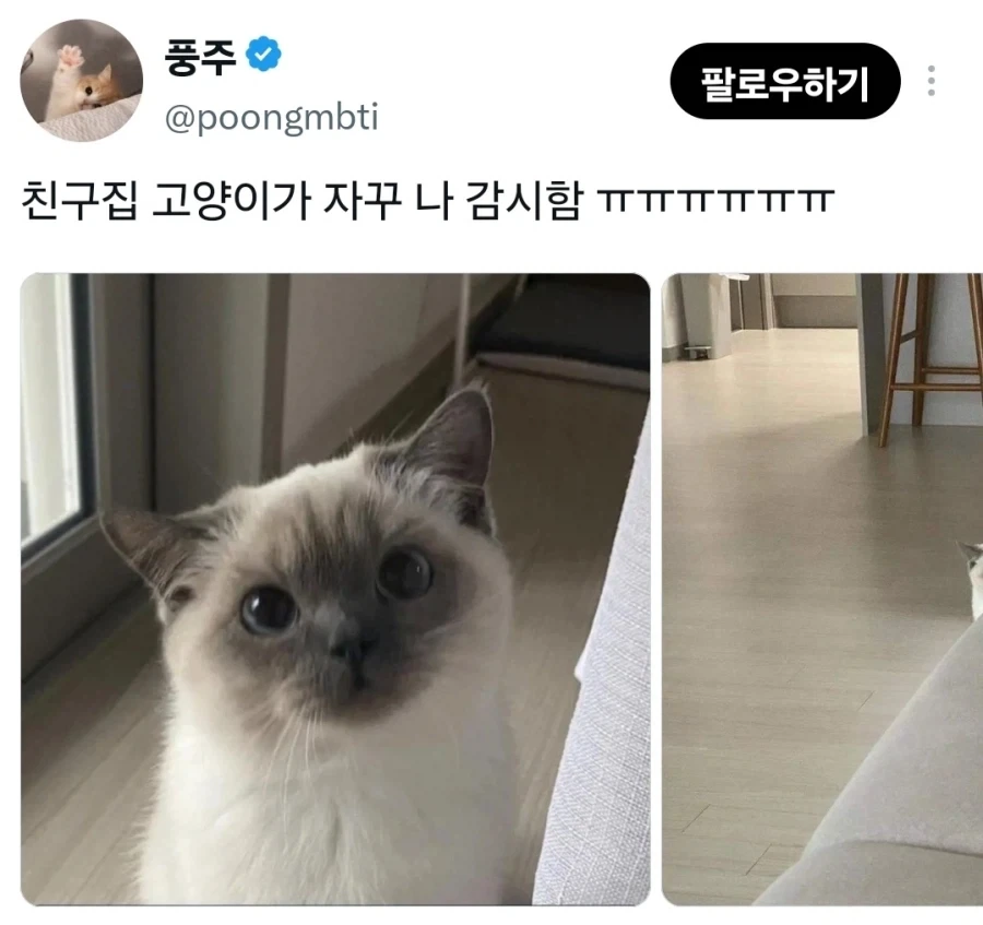 친구집 고양이가 자꾸 나 감시함.x