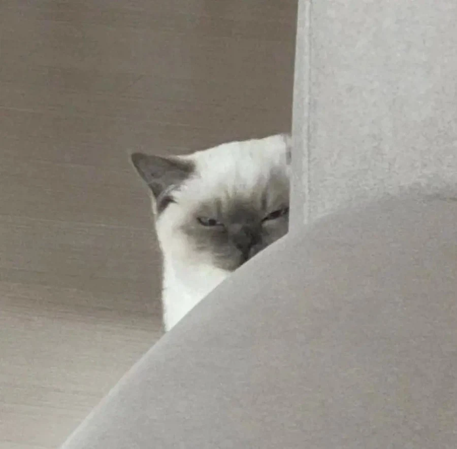 친구집 고양이가 자꾸 나 감시함.x - 이미지 4