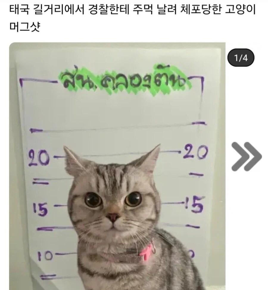 태국 경찰을 폭행해서 현행범으로 잡힌 고양이