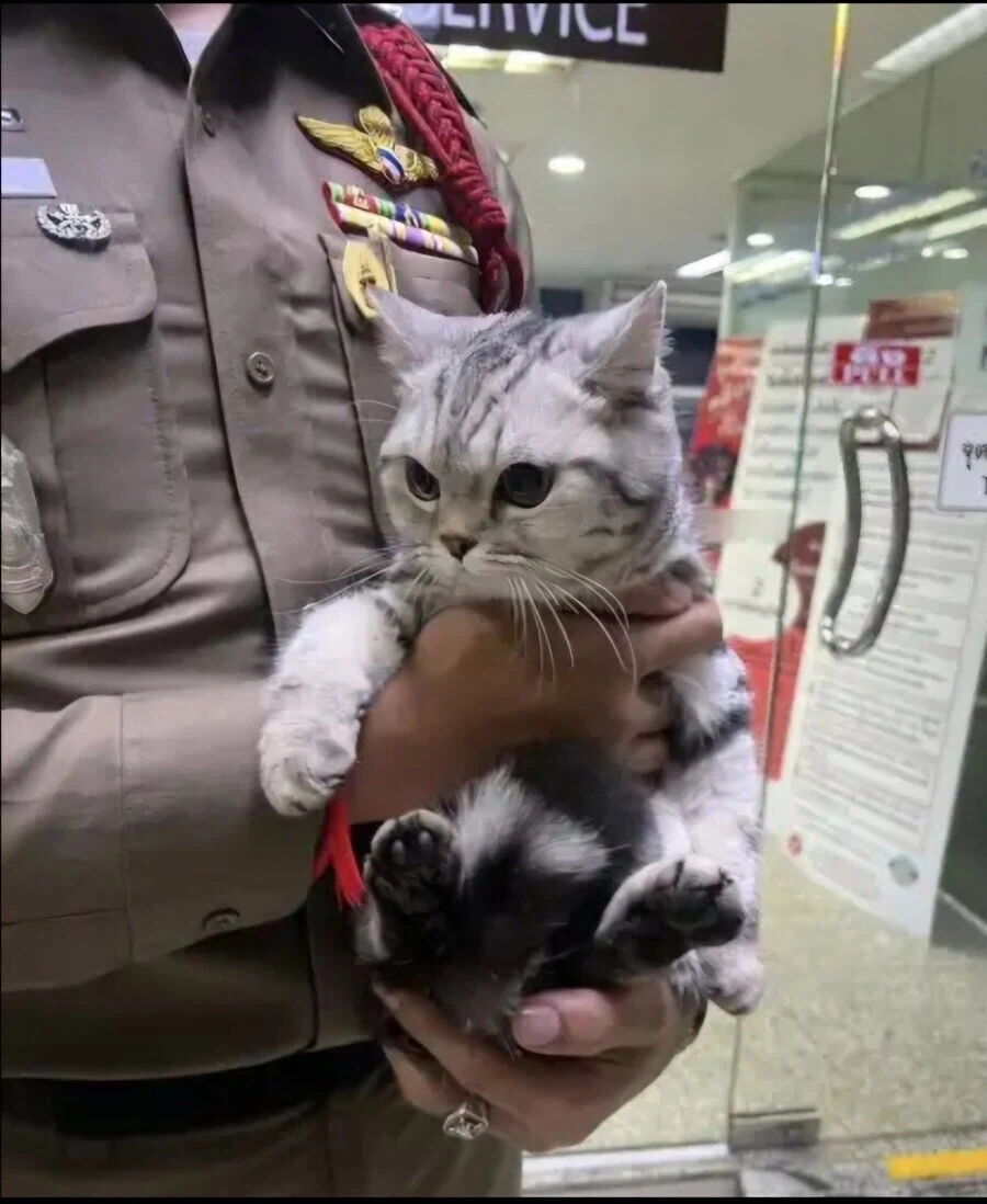 태국 경찰을 폭행해서 현행범으로 잡힌 고양이 - 이미지 2