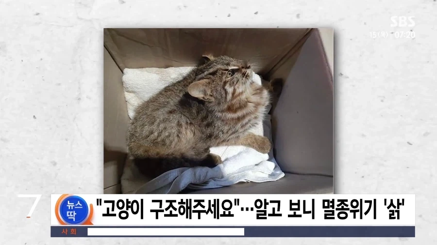 "고양이인 줄 알고 신고했는데"..주택가서 발견된 ＇반전＇ 정체