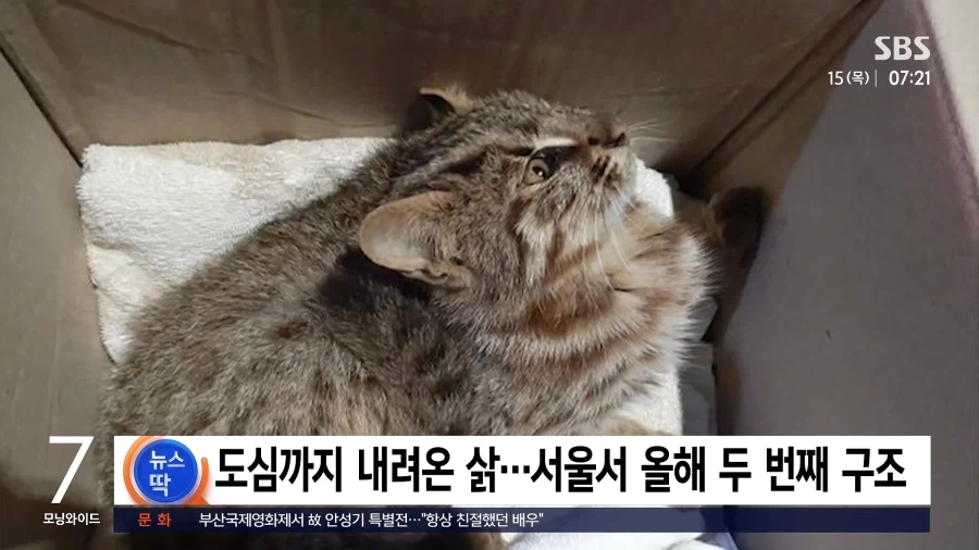 "고양이인 줄 알고 신고했는데"..주택가서 발견된 ＇반전＇ 정체 - 이미지 2