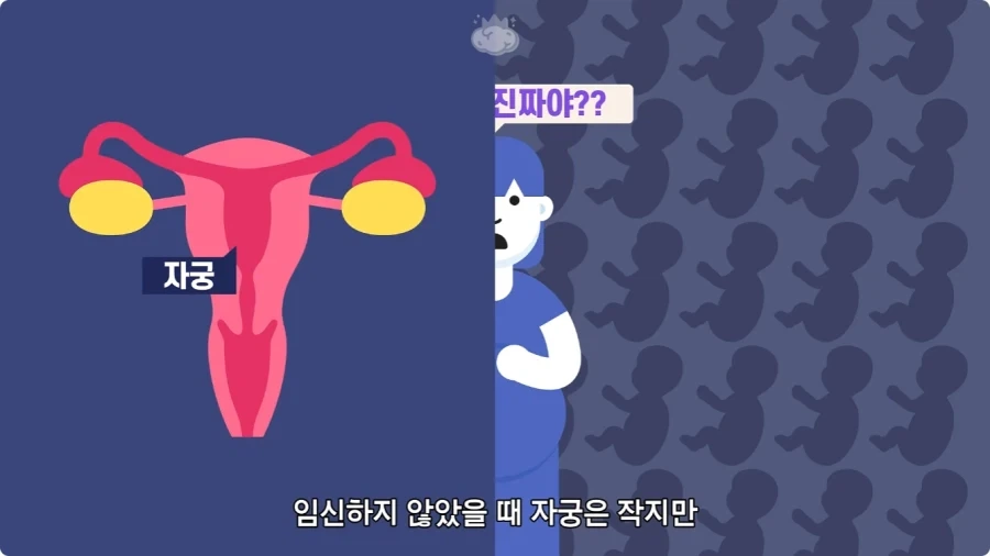 사람은 이론상 오십쌍둥이를 낳을 수 있다.jpg - 이미지 13