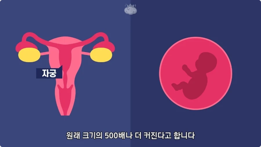 사람은 이론상 오십쌍둥이를 낳을 수 있다.jpg - 이미지 15