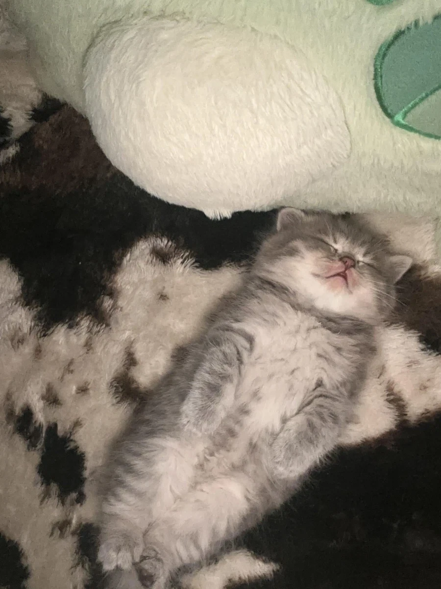 앞발, 뒷발 가지런히 모으고 자는 어린 고양이