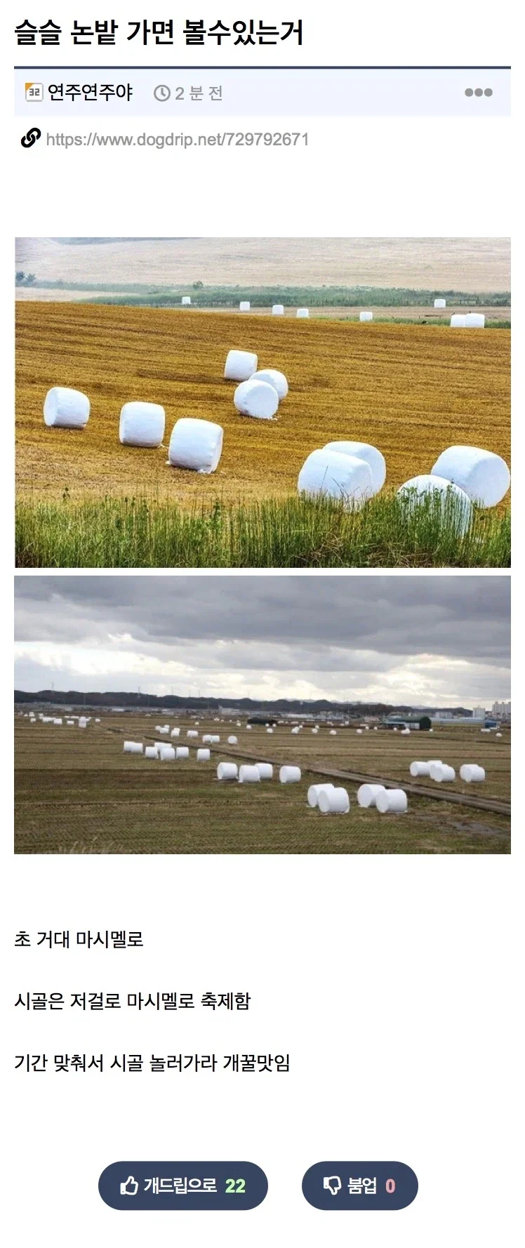 슬슬 제철이라 논밭에서 보인다는 것