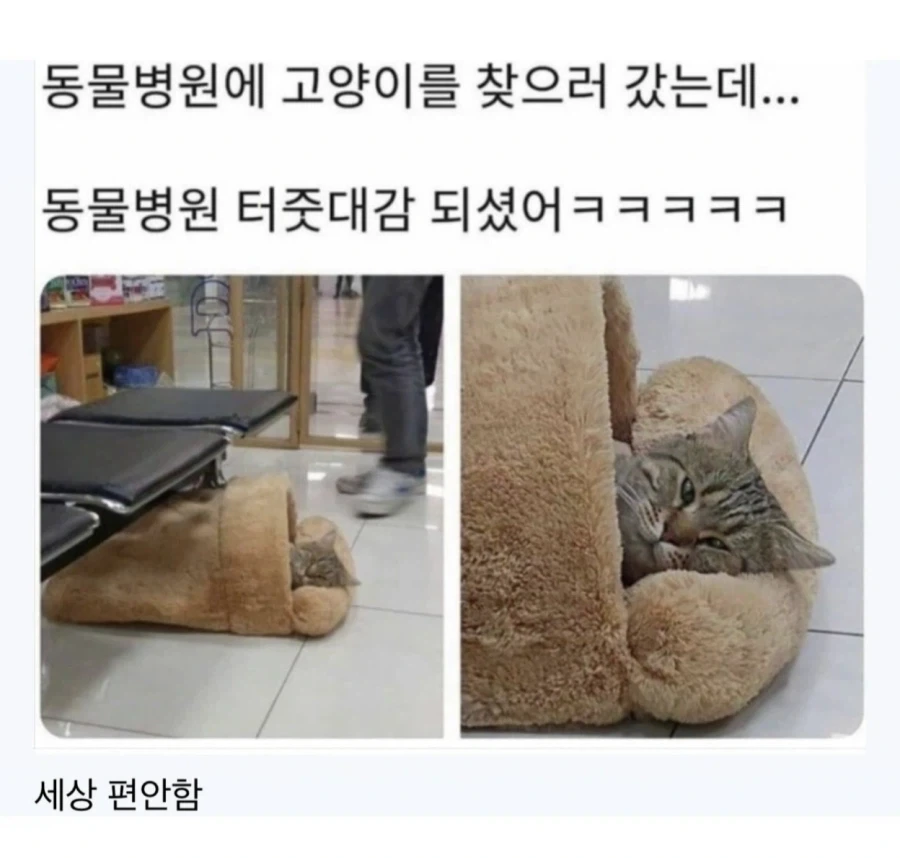 동물병원에 고양이 찾으러갔는데