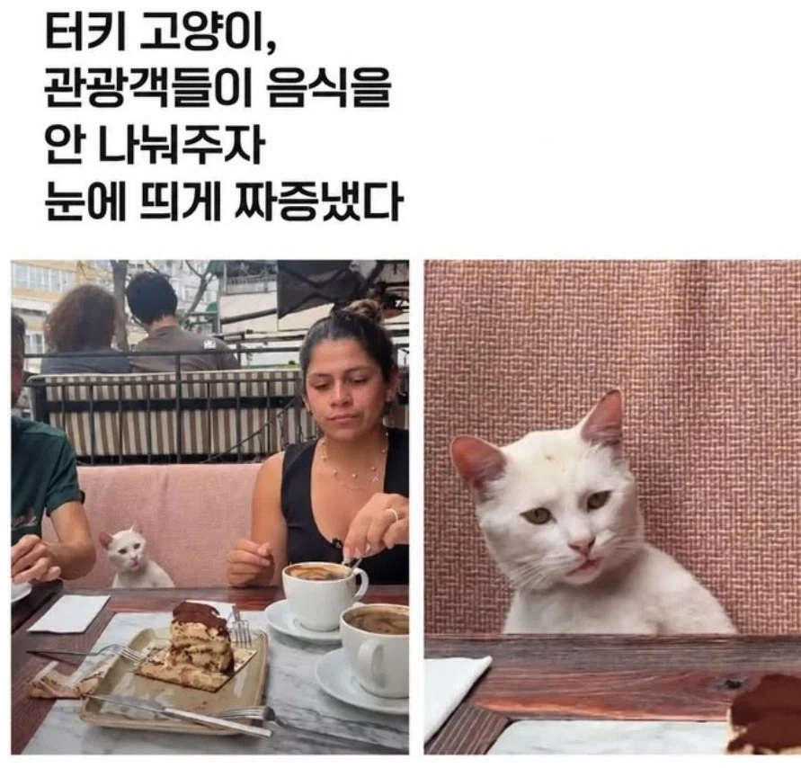 관광객이 음식 안주자 짜증낸 고앵이