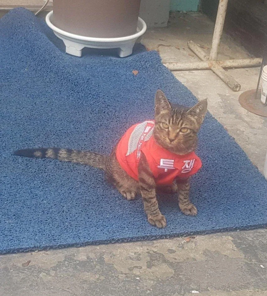 노조 고양이