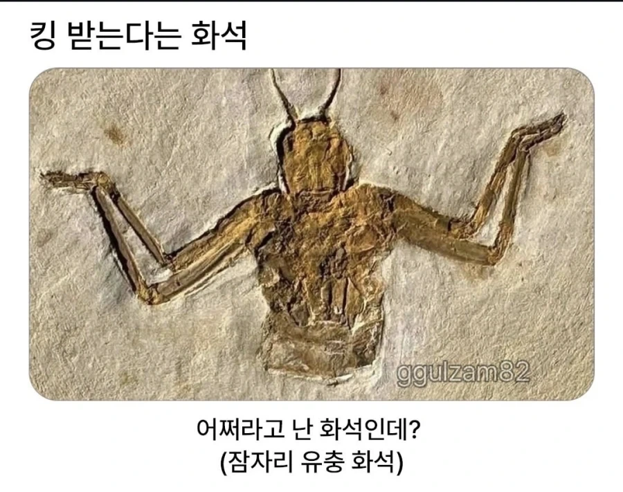 뭔가 킹 받게 생긴 화석.jpg