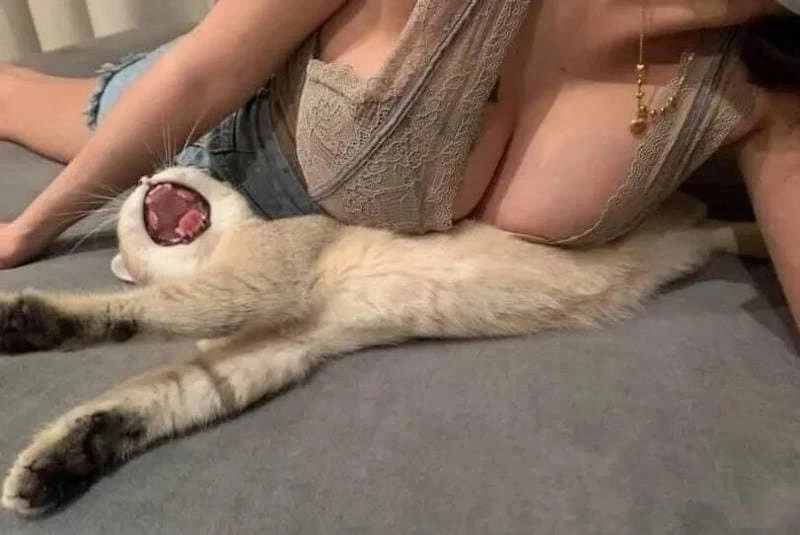 유압프레스에 으스러지는 고양이.jpg