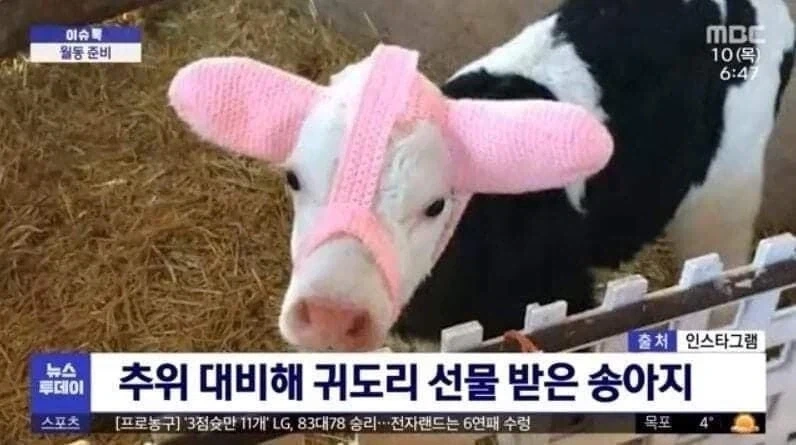 이봐 친구 젖소클럽은 두 블럭 아래라구