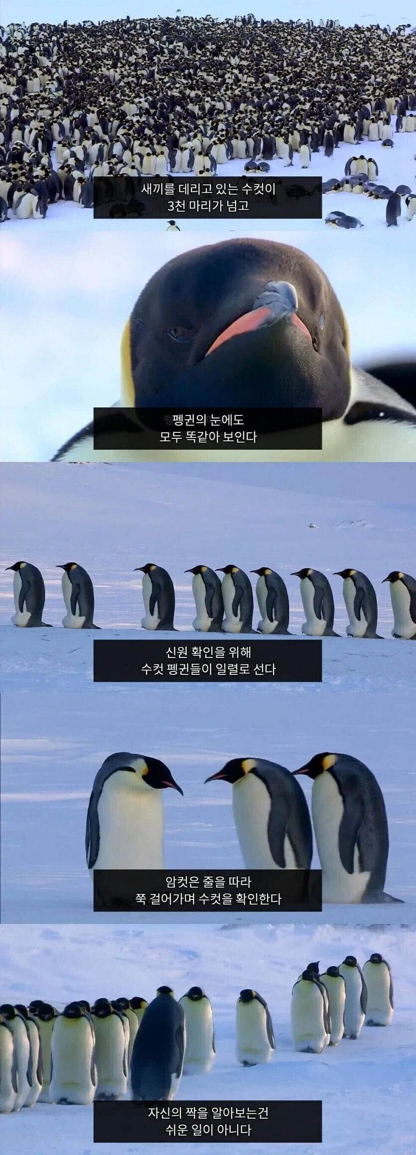펭귄이 자기 자식을 구별하는 법.jpg