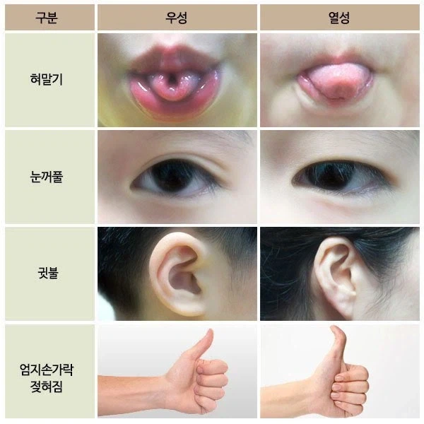 상염색체에 의해 유전되는 우성 열성 형질들