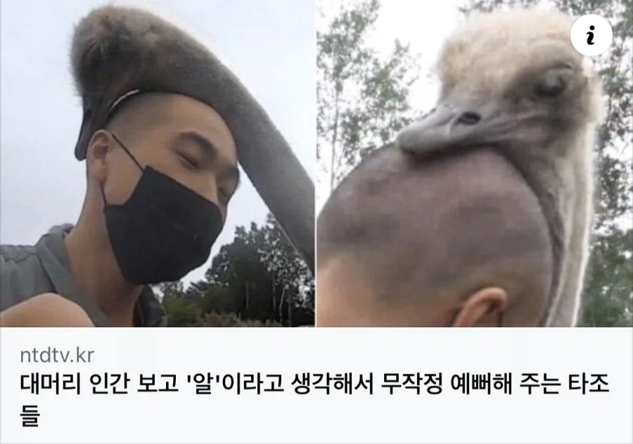 착한 대머리들이 죽으면 가는 천국
