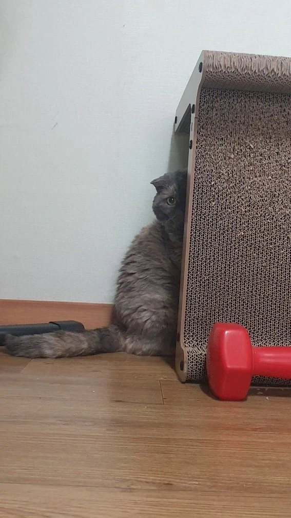 우리집 고양이 집에 손님오면 쵸파처럼 숨어서 지켜봄