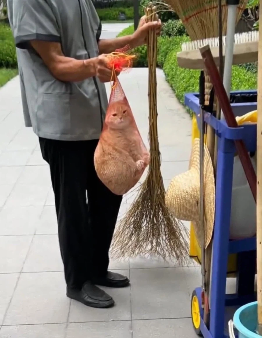 며칠동안 집나갔다가 건물 청소해주는 분께 잡혔다는 고양이