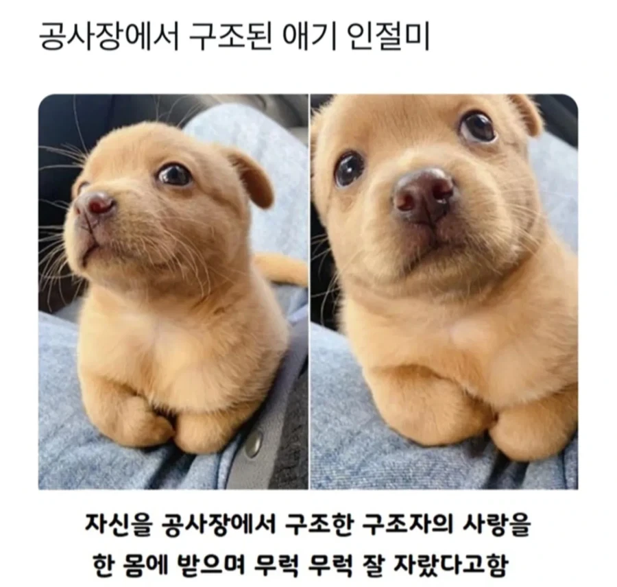 공사장에서 구조된 애기 인절미