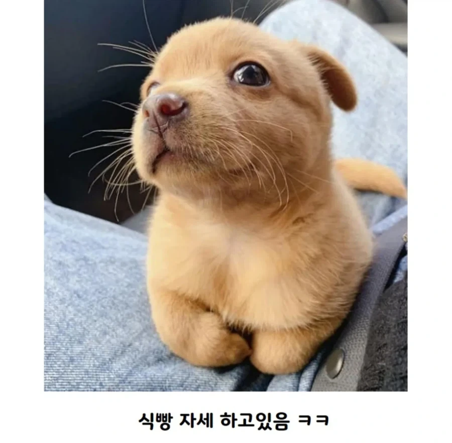 공사장에서 구조된 애기 인절미 - 이미지 2