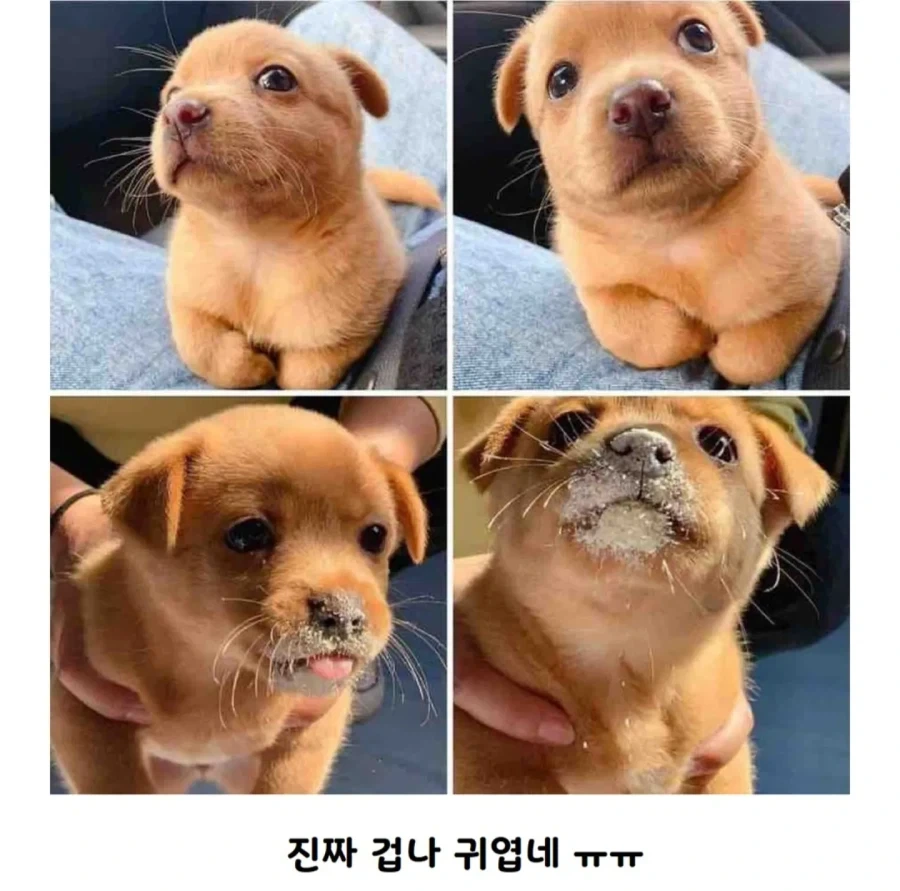 공사장에서 구조된 애기 인절미 - 이미지 3