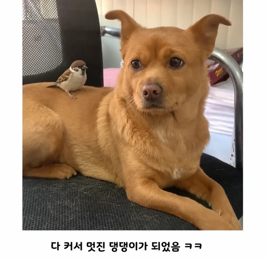 공사장에서 구조된 애기 인절미 - 이미지 4