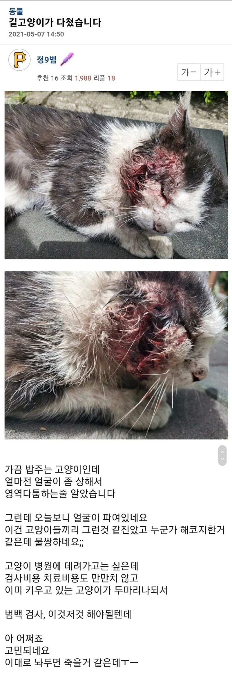 혐] 혐짤 수준으로 다친 길고양이의 최후