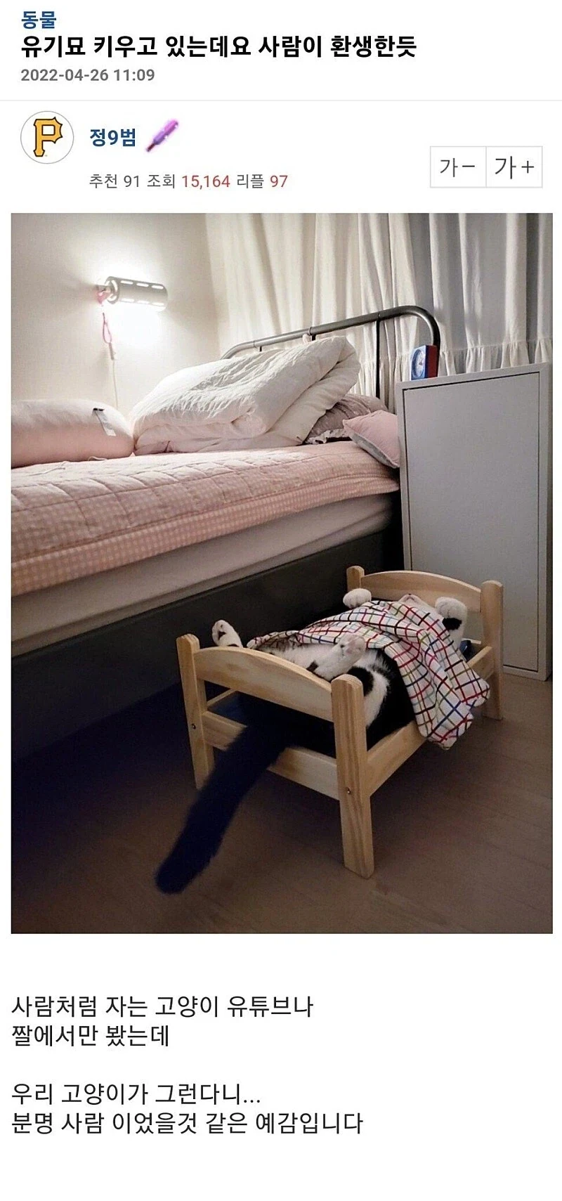 혐] 혐짤 수준으로 다친 길고양이의 최후 - 이미지 3