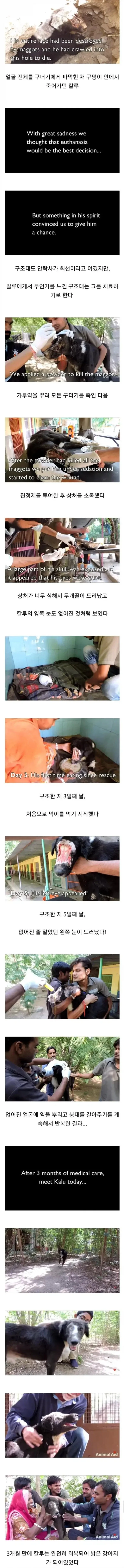 혐] 얼굴 없는 댕댕이 치료과정