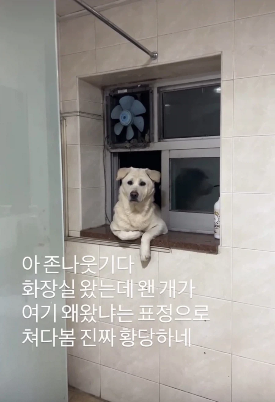 화장실 왔는데 왠 개가 여기 왜왔냐는 표정으로 쳐다봄