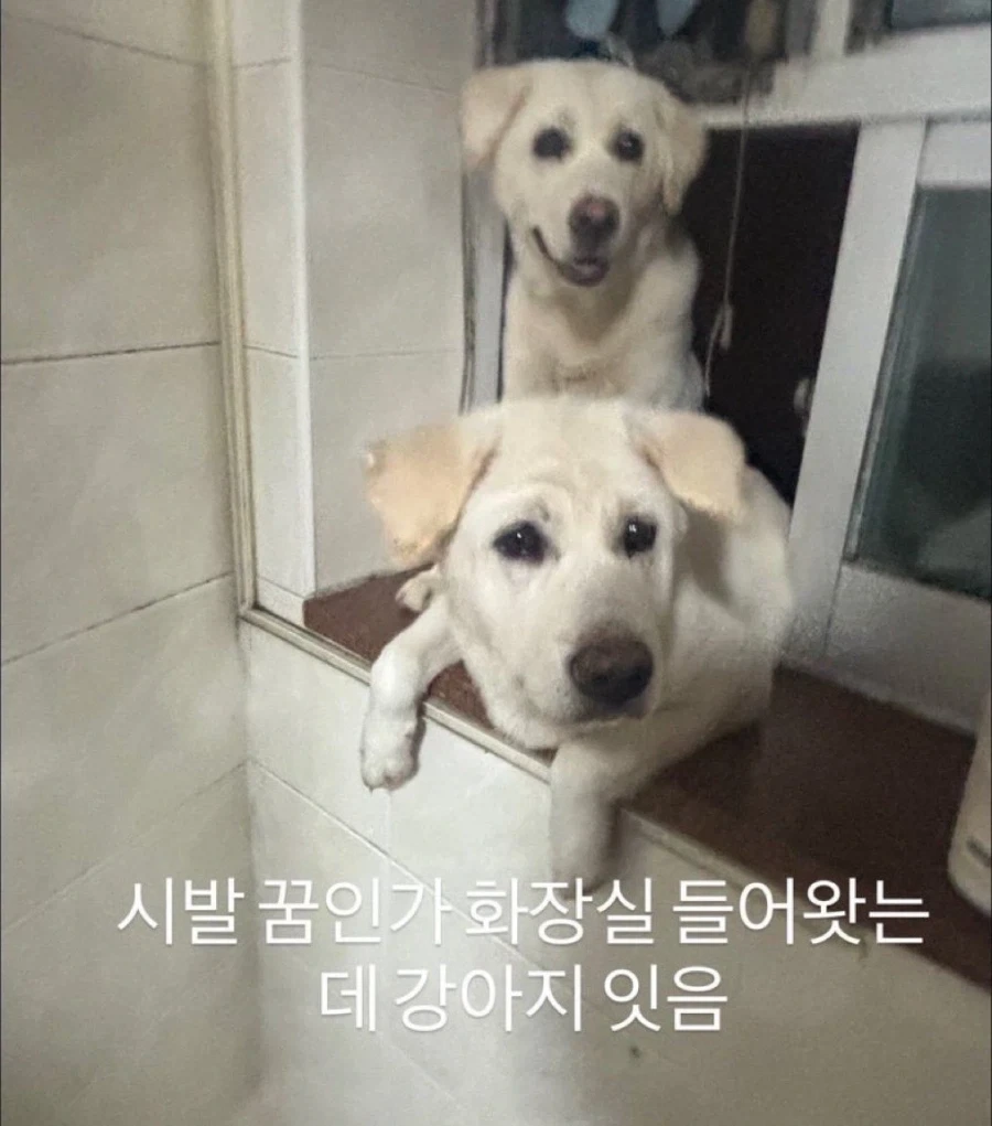 화장실 왔는데 왠 개가 여기 왜왔냐는 표정으로 쳐다봄 - 이미지 2