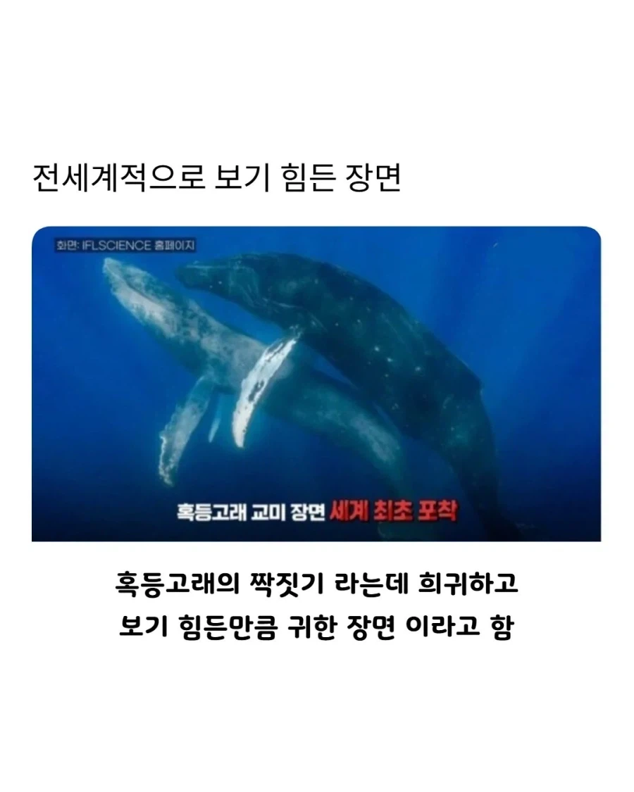 엄청 보기 드물다는 고래 짝짓기 모습