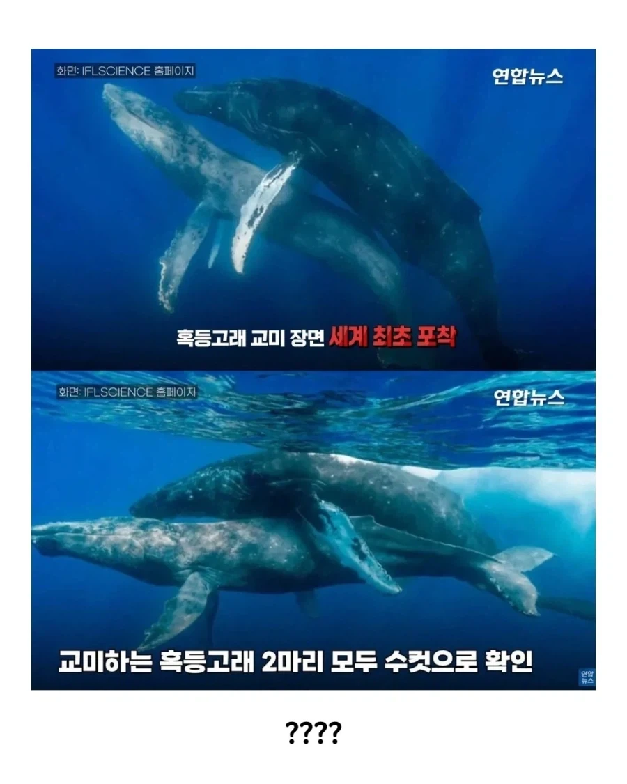 엄청 보기 드물다는 고래 짝짓기 모습 - 이미지 2