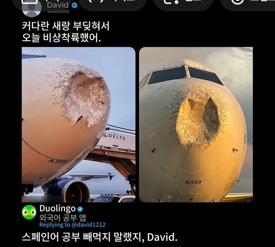 비행기가 새랑 부딪혀서 비상착륙함