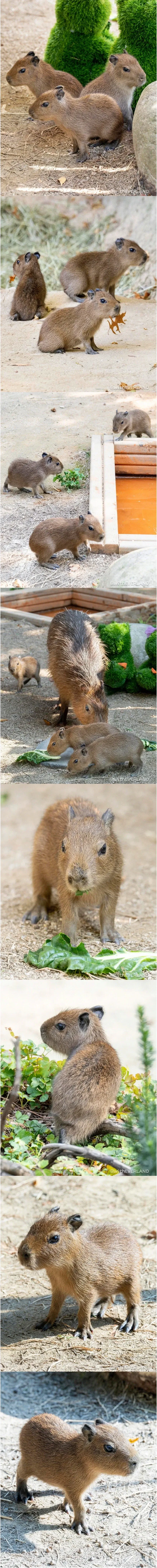 에버랜드 카피바라 세쌍둥이