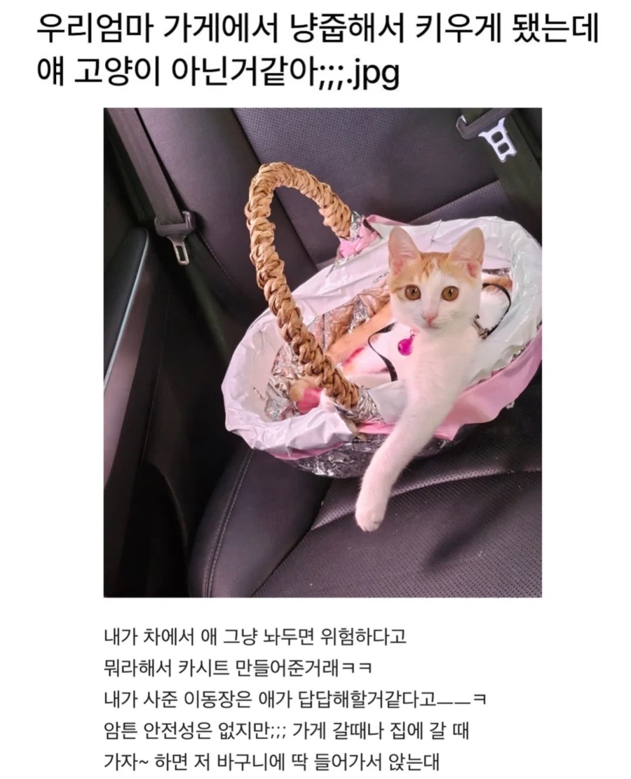우리엄마 가게에서 냥줍해서 키우게 됐는데 얘 고양이 아닌거같아;;;