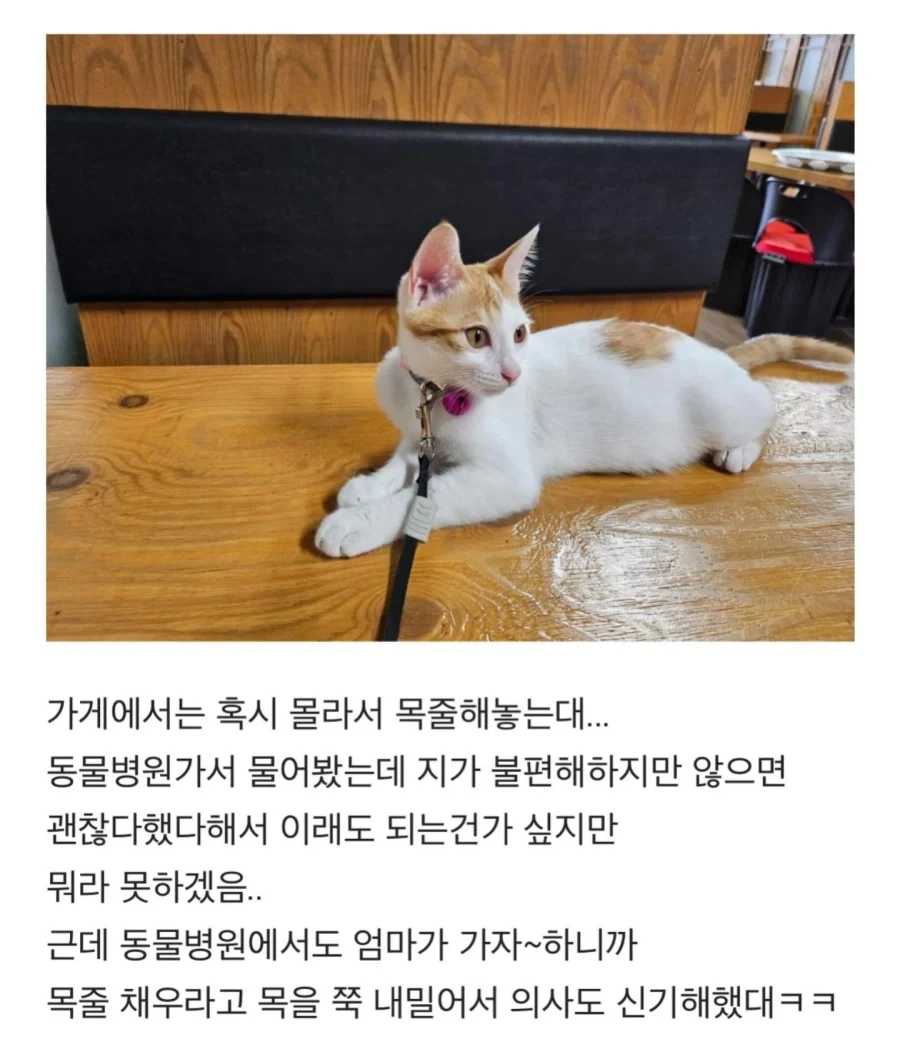 우리엄마 가게에서 냥줍해서 키우게 됐는데 얘 고양이 아닌거같아;;; - 이미지 3