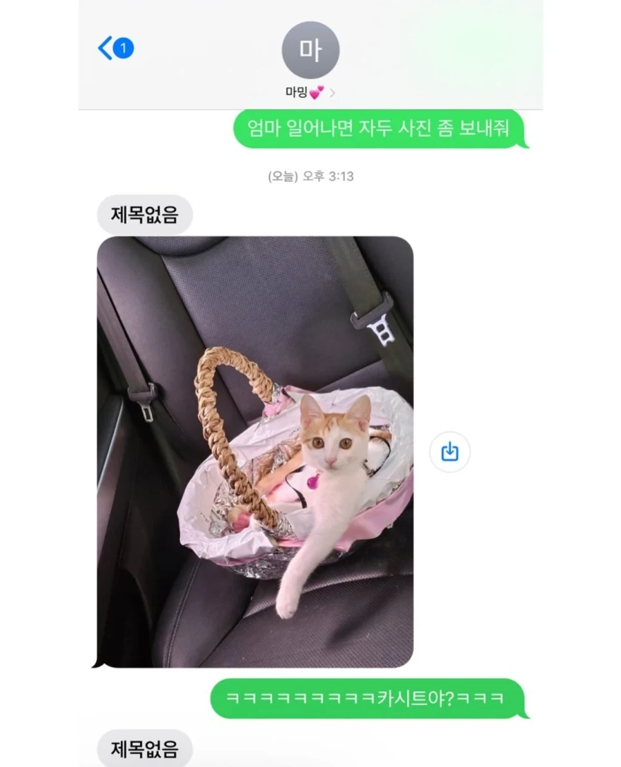 우리엄마 가게에서 냥줍해서 키우게 됐는데 얘 고양이 아닌거같아;;; - 이미지 4