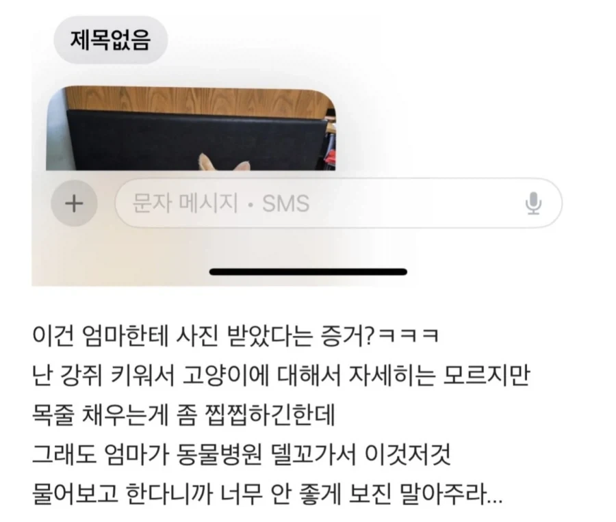 우리엄마 가게에서 냥줍해서 키우게 됐는데 얘 고양이 아닌거같아;;; - 이미지 5