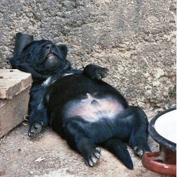 까망 개는 다른 개들보다 보호소에서 입양될 확률이 낮대 - 이미지 6